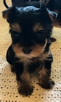 TINY Akc Yorkie Puppies
