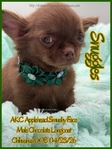 AKC Chocolate Applehead Longcoat Chihuahuas