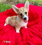 AKC Pembroke Welsh Corgis
