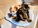 >🐾 Available Puppies in Southeast Texas! 🐾