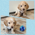 Miniature Longhaired Dachshunds