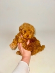 Toy Poodle Red male & Chocolate Female