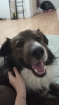 Rehoming for three dogs and ball python snake
