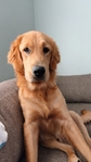 10 month old golden retriever