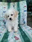 Maltipoos or Dachshund (Chiweenies)- Caldwell Tx -$300-$600