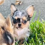 Chihuahua puppies in Houston Clear Lake