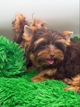 AKC Mini Male Chocolate & Tan Yorkie