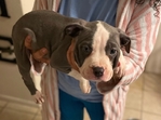American Pittbulls for sale