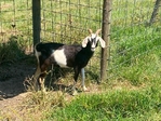 Goats