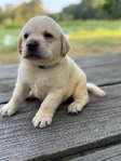 Yellow and Black English Labrador Puppies