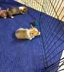 Pembroke welsh corgi pups