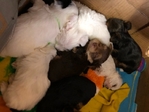 CKC Yorkies