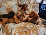 Dachshunds Mini Long-Haired Price Reduced