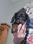 Ckc long-haired miniature dachshunds