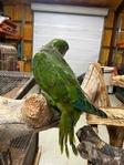 Baby Quakers, White Belly Caiques, and Flame Macaw