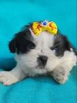 Shih tzu puppies ready to go