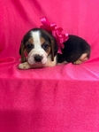 Beagle puppies AKC