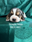 Beagle Puppies AKC
