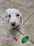Mini Long-Haired Dachshunds