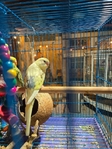 Parakeets
