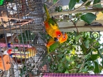 A pair of Sunconure Birds for Sale
