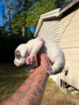 Blue brendal American bully female