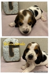 Basset hounds puppies