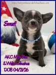 Fathers Day AKC Smooth & Longcoat Male Chihuahuas