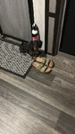 Dachshund female papered