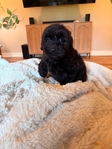 Labradoodles!