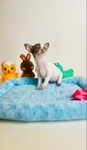 Teacup Lollipop short coat, Applehead female Chihuahua.