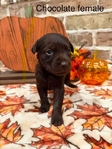 Lab Puppies