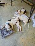 Free terrier puppies
