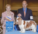 AKC CHAMPION BLOODLINE CAVALIER KING CHARLES SPANIEL