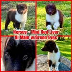 Curry’s Australian Shepherds 
ASDR Mini Australian Shepherds