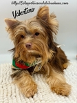 AKC Registered Male Chocolate & Tan Yorkie