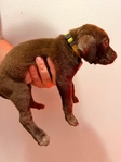 Lab/GSP mix! 7 weeks old vaccinated and wormed puppies!