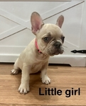 French Bulldog puppies