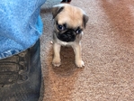Pug Puppy for Rehoming