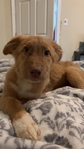 Female Pyrenees/Shepherd