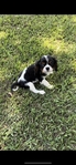 APRI Registered Cavalier King Charles Spaniel