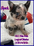 Fathers Day AKC Smooth & Longcoat Male Chihuahuas