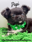 Stunning AKC Applehead Longcoat Male Chihuahuas
