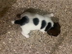 Male Jack Russell Terriers
