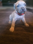 Cane Corso puppies!