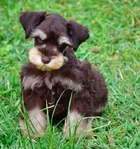 AKC Toy/Miniature Schnauzer Male Puppies