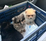 Adorable Pomeranian Puppies
