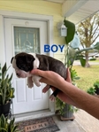 Boston Terrier Puppies - Ready Just in Time for Christmas!