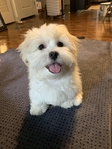 Caring and Reliable Dog Sitter Needed