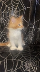 Mainecoon female Kitten Ready to go